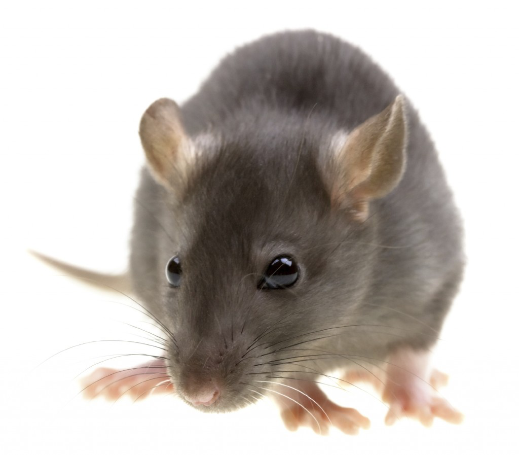 Dedetização de Rato no Sacomã